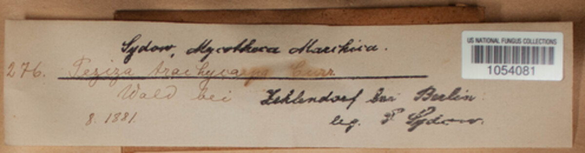 Plicaria image
